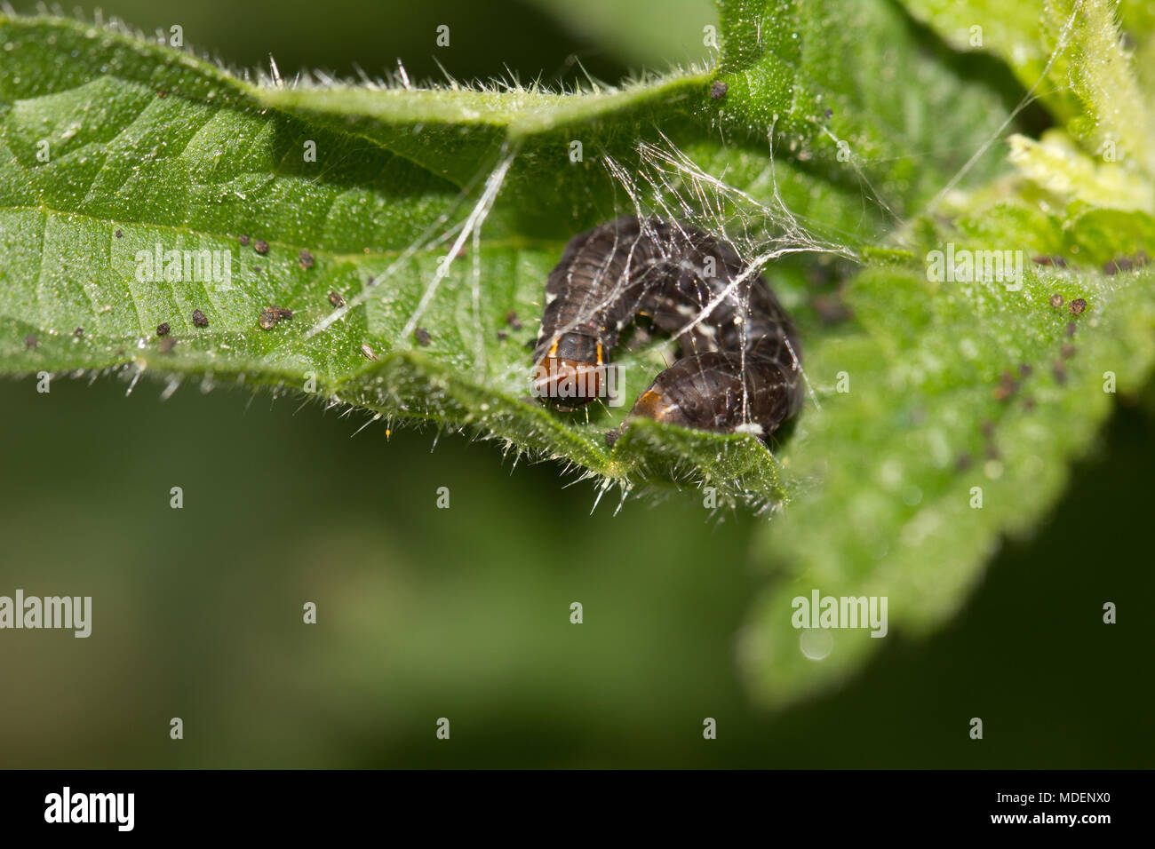 Satelliten owlet moth Larve Stockfoto