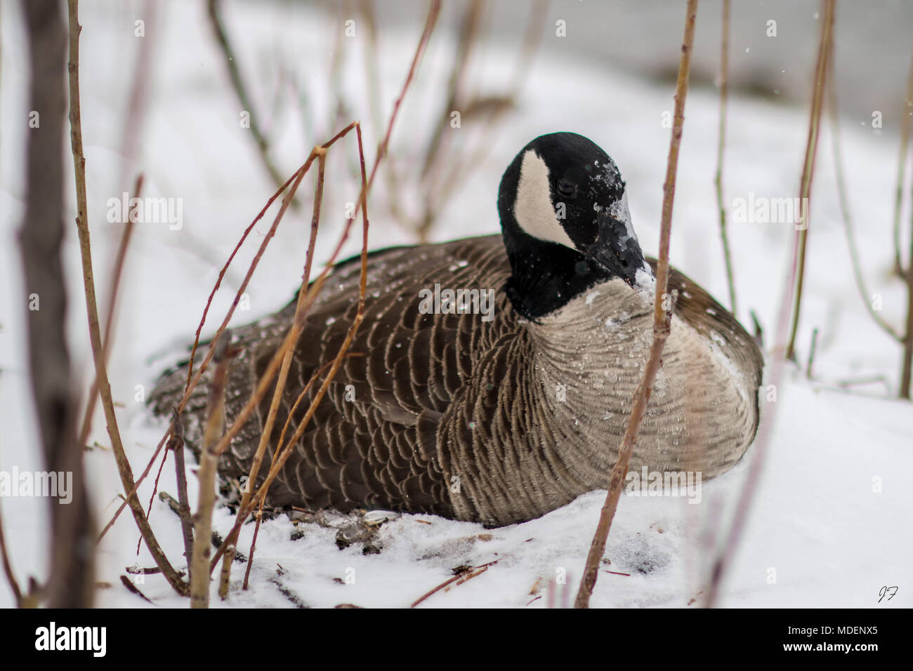 Kanadische Gans im Blizzard Stockfoto