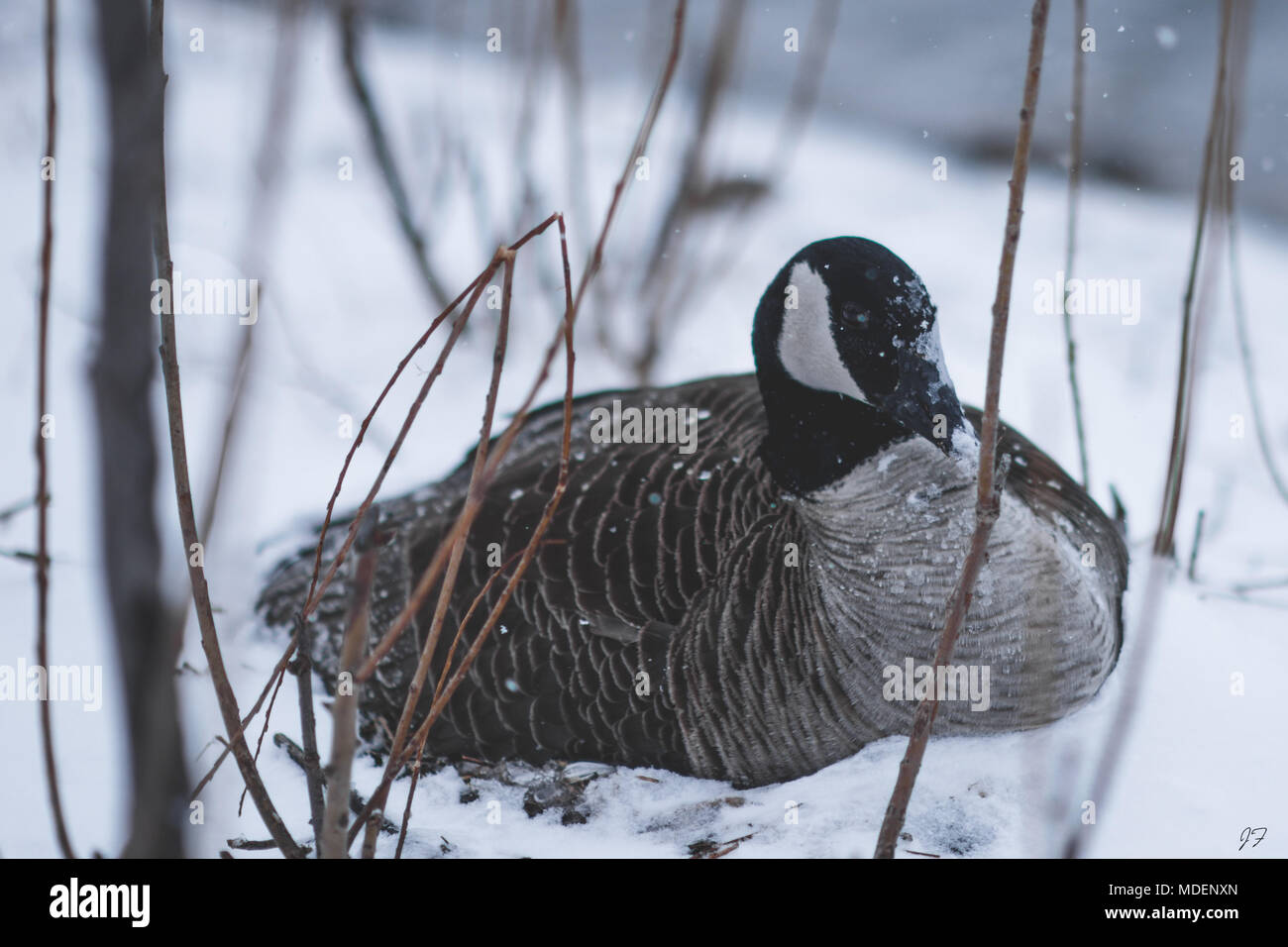 Kanadische Gans im Blizzard Stockfoto