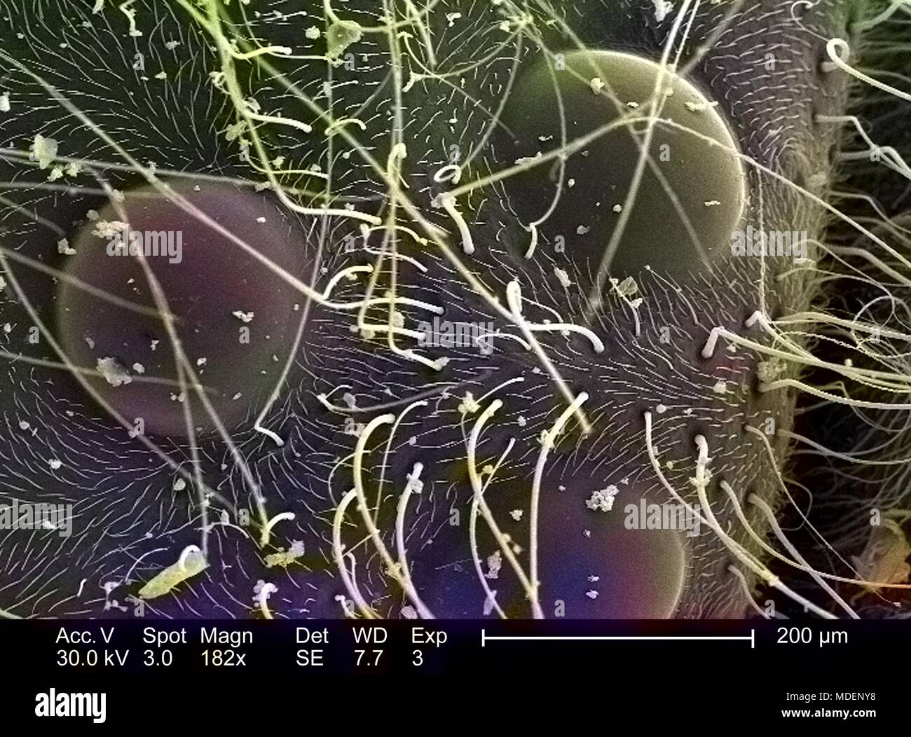 Dreieckige Gruppierung von drei Ocelli, einfach Augen auf dem Scheitelpunkt einer westlichen Honigbiene (Apis mellifera) Kopf, in der 182 x offenbart vergrößerte Rasterelektronenmikroskopische (SEM) Bild, 2005. Mit freundlicher Seuchenkontrollzentren (CDC)/Janice Haney Carr, Connie Blumen, und Pamela Munn der International Bee Research Association IBRA. Hinweis: Das Bild hat digital über ein modernes Prozess eingefärbt worden. Farben können nicht wissenschaftlich korrekt sein. () Stockfoto