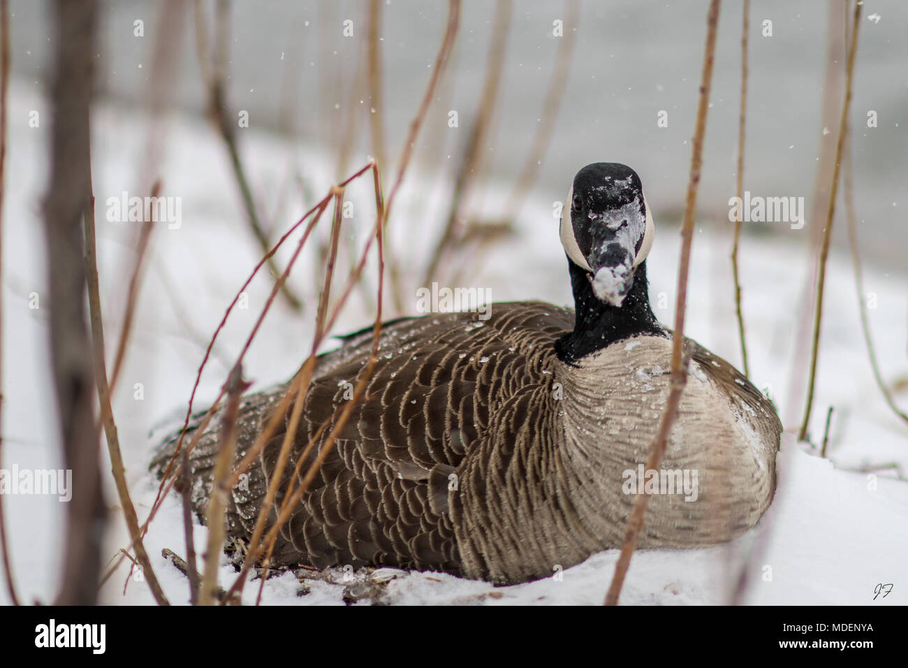 Kanadische Gans im Blizzard Stockfoto