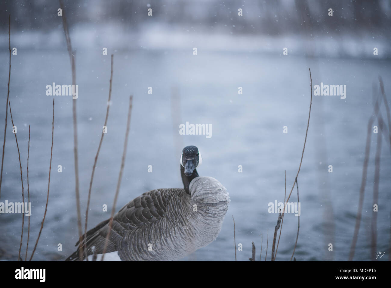 Kanadische Gans im Blizzard Stockfoto