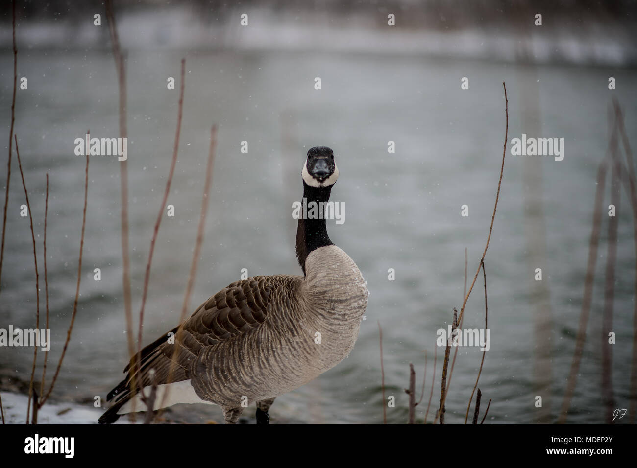 Kanadische Gans im Blizzard Stockfoto