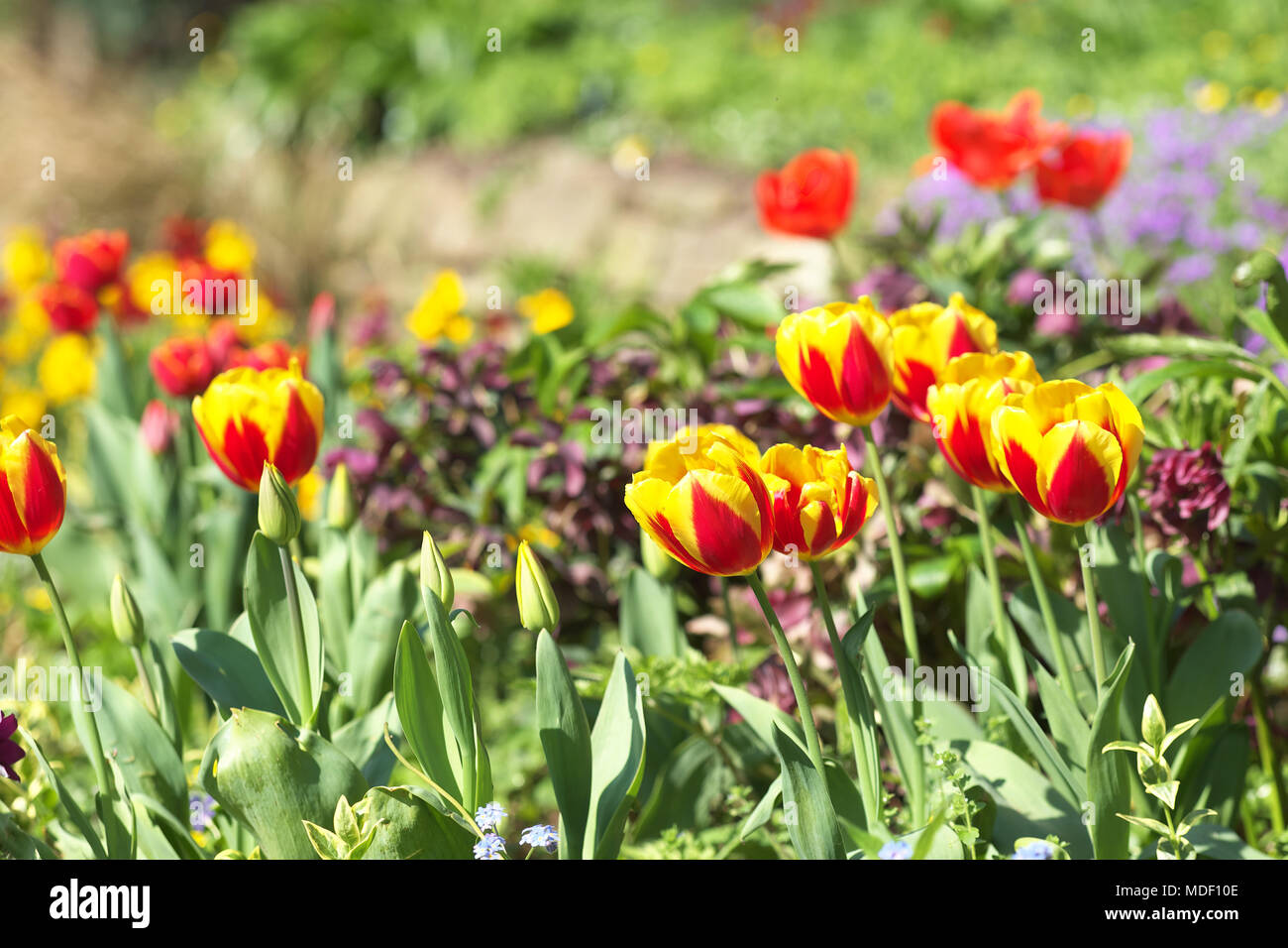 Tulpen roten und gelben Tulpen Blumen in voller Blüte April 2018 UK Stockfoto