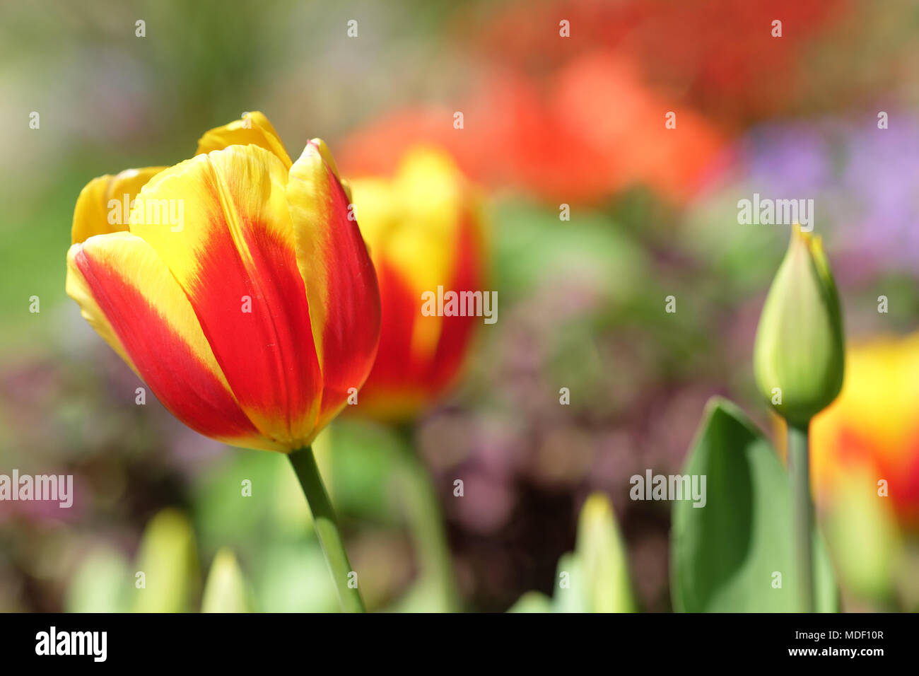 Tulpen roten und gelben Tulpen Blumen in voller Blüte April 2018 UK Stockfoto