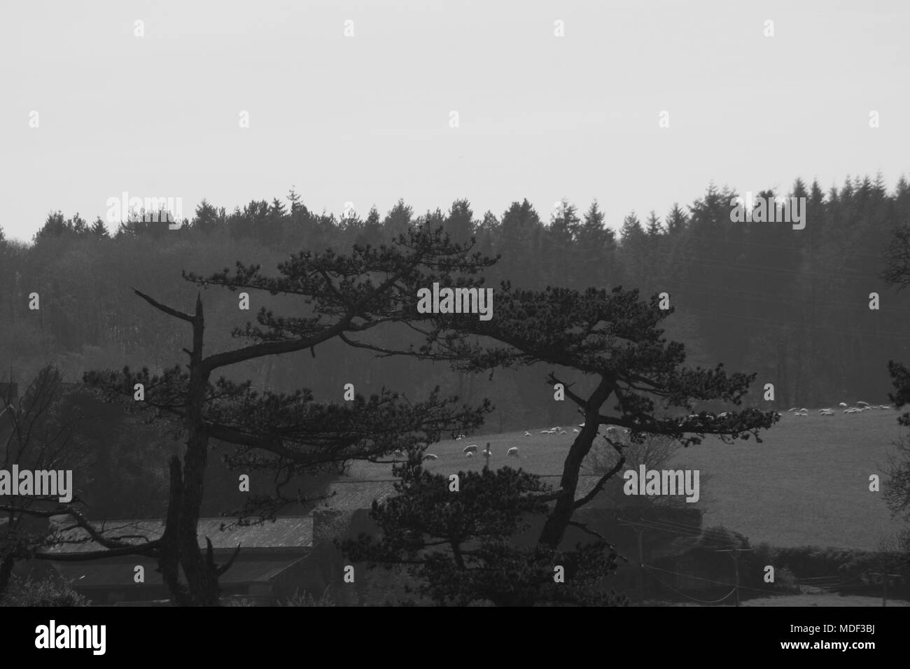 Scots Pine Tree durch Schafe Feld und Nadelbaum Plantage. Monochromatische bewaldeten Flächen Landschaft. Powderham, Devon, Großbritannien. April, 2018. Stockfoto