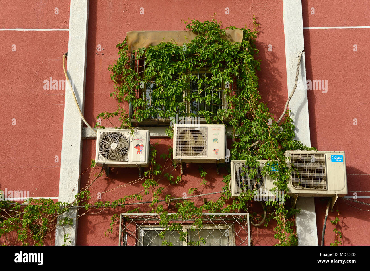 Ein Weinstock wächst über Klimaanlagen an einer Wand im Osten von Beijing, China Stockfoto