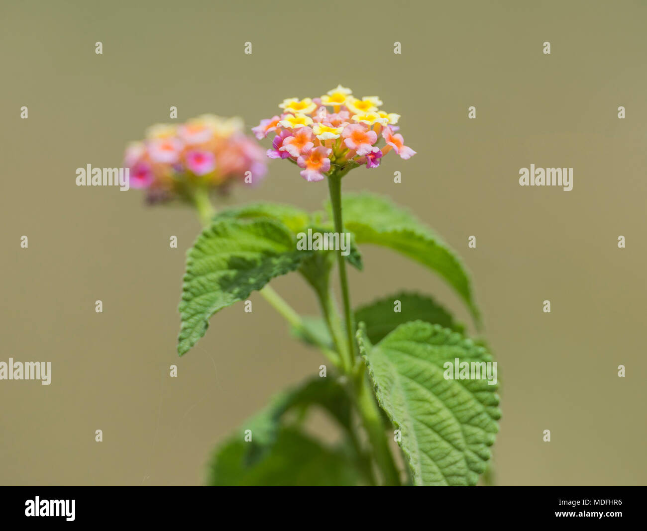 Close-up Detail einer rosa und gelbe Rose Blume lantana Lantana camara im ländlichen Garten Stockfoto