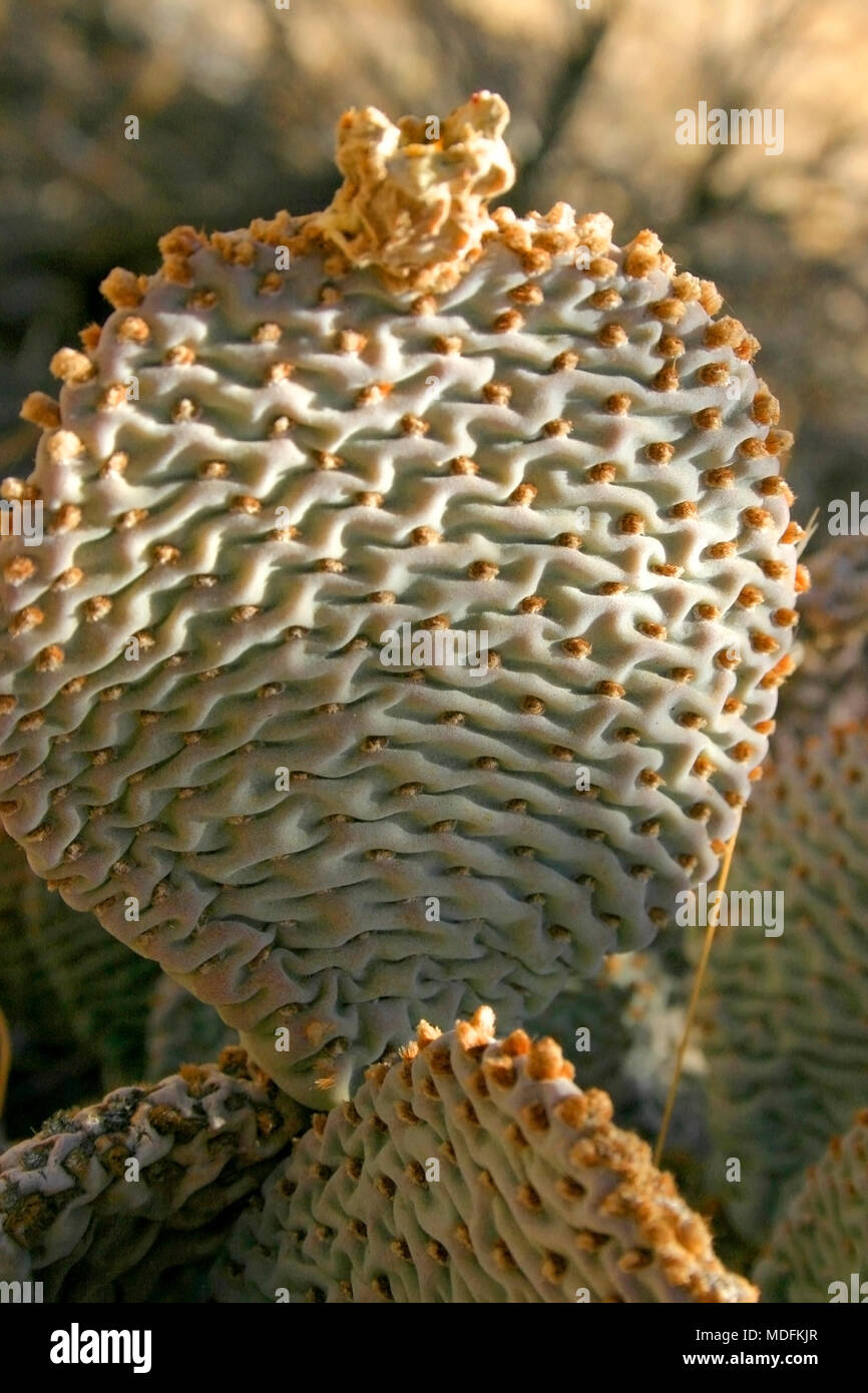 Chenille Feigenkakteen, Opuntia aciculata. Mojave Wüste Joshua Tree National Park Stockfoto