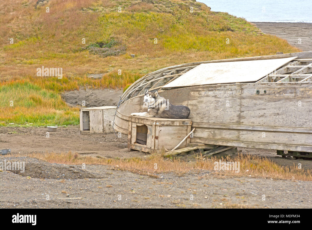 Husky und alten Boot an der Küste in der Nähe von Barrow, Alaska auf dem Arktischen Ozean Stockfoto
