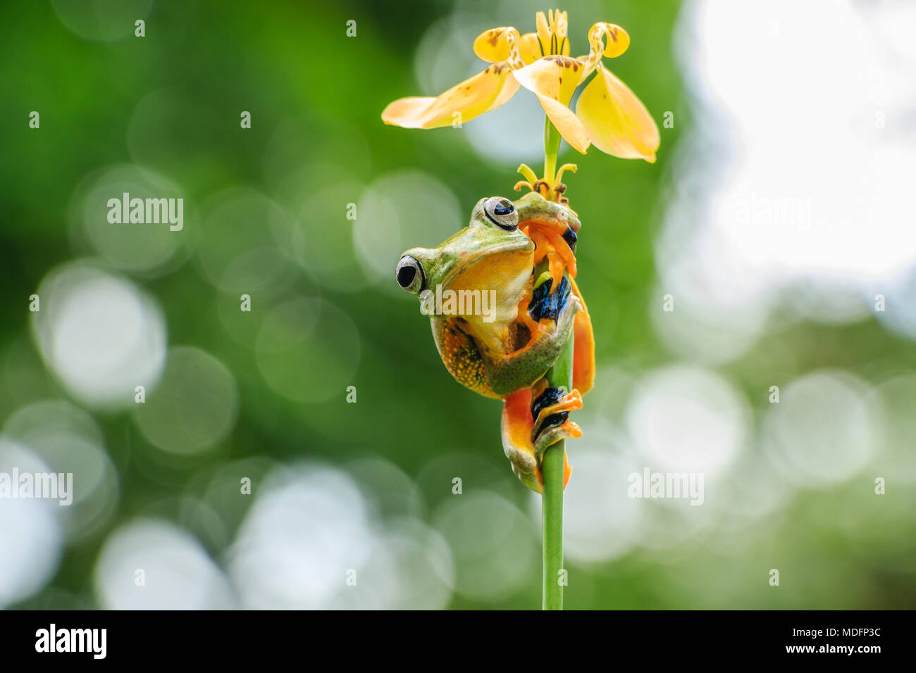 Wallace's fliegender Frosch (Rhacophorus Nigropalmatus) auf einer Blume, West-Sumatra, Indonesien Stockfoto