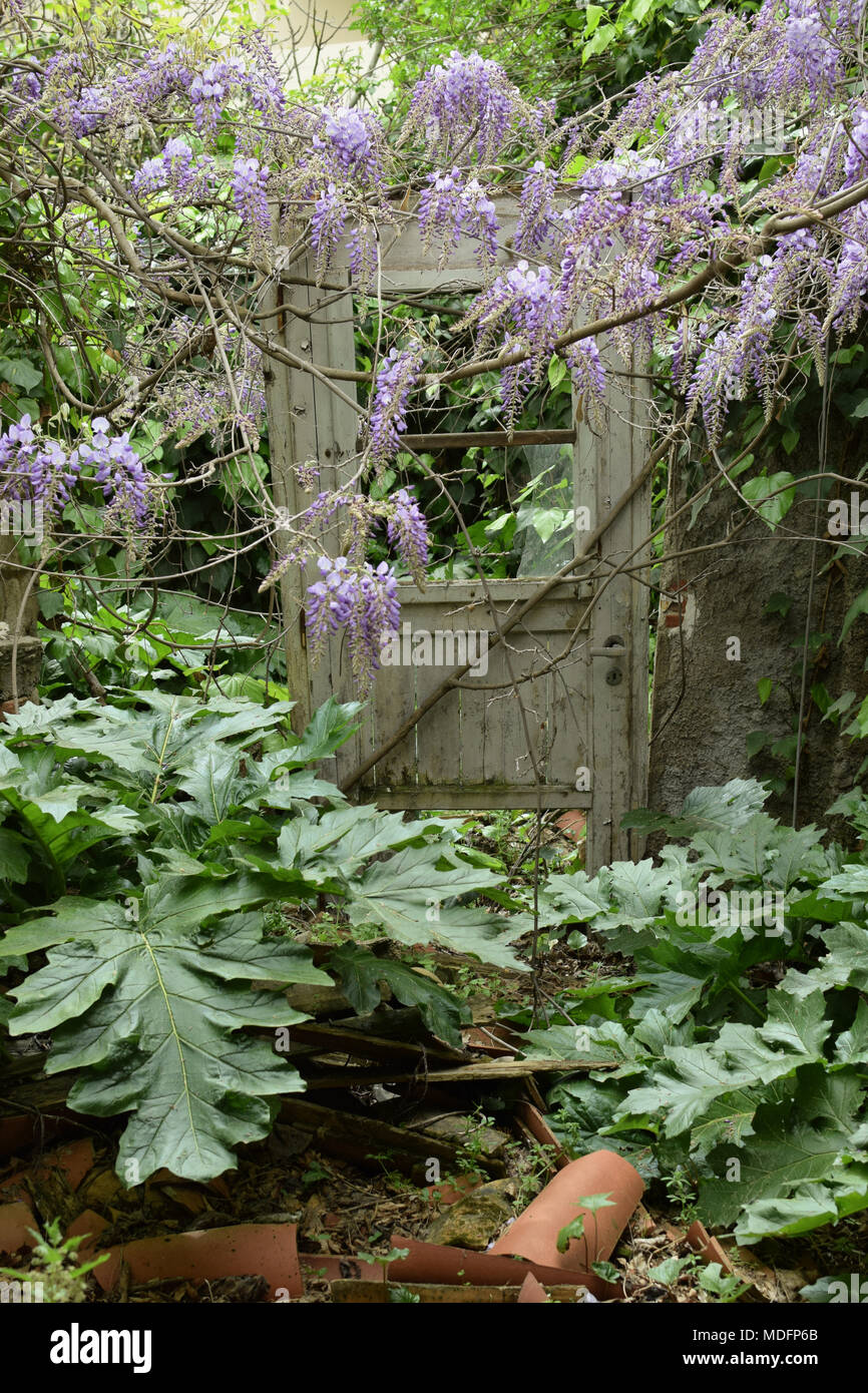 Alte kaputte Tür in bewachsenen Garten des verlassenen Hauses. Stockfoto