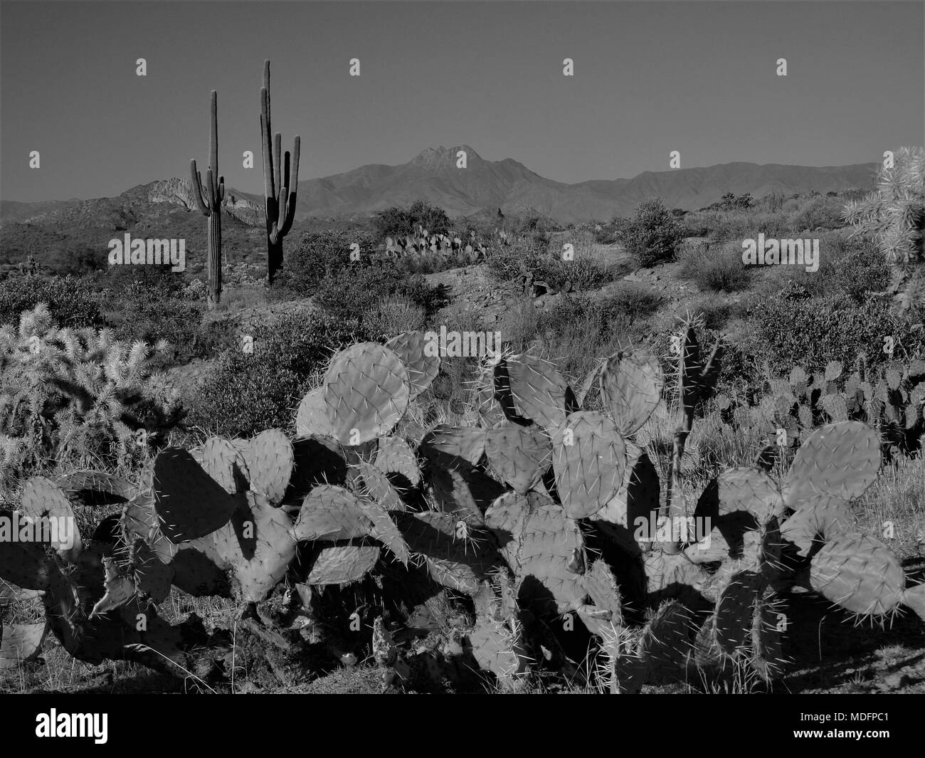 Arizona Wüste Szenen in Schwarz und Weiß östlich von Mesa, Arizona. Stockfoto