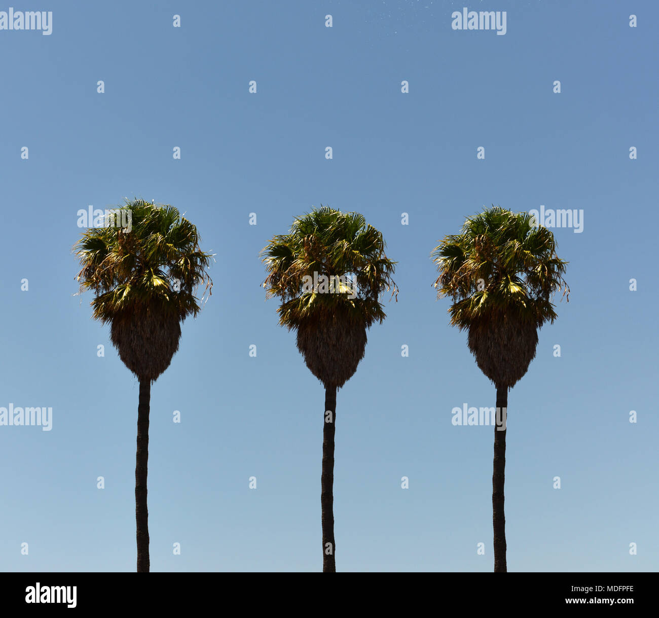 Drei Baum Palmen in einer Reihe, Port Elizabeth, Nelson Mandela Bay, Eastern Cape, Südafrika Stockfoto