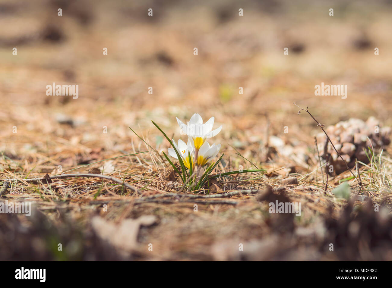Gruppe von Weißen Krokusse blühen im Frühling Stockfoto