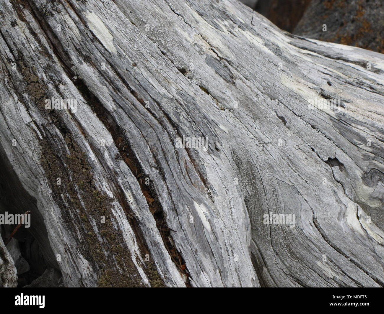 Totes Holz an Kill Hund Cove, Sherbrooke See, Louisville, Nova Scotia, Kanada. Stockfoto