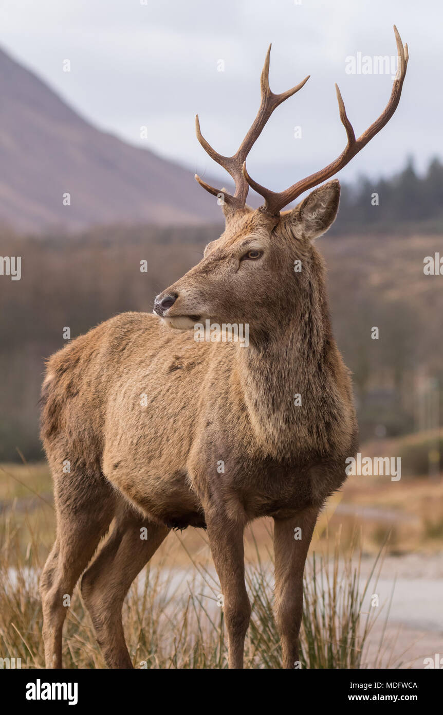 Porträt eines Glen Etive Stag, Highland, Schottland, Großbritannien Stockfoto