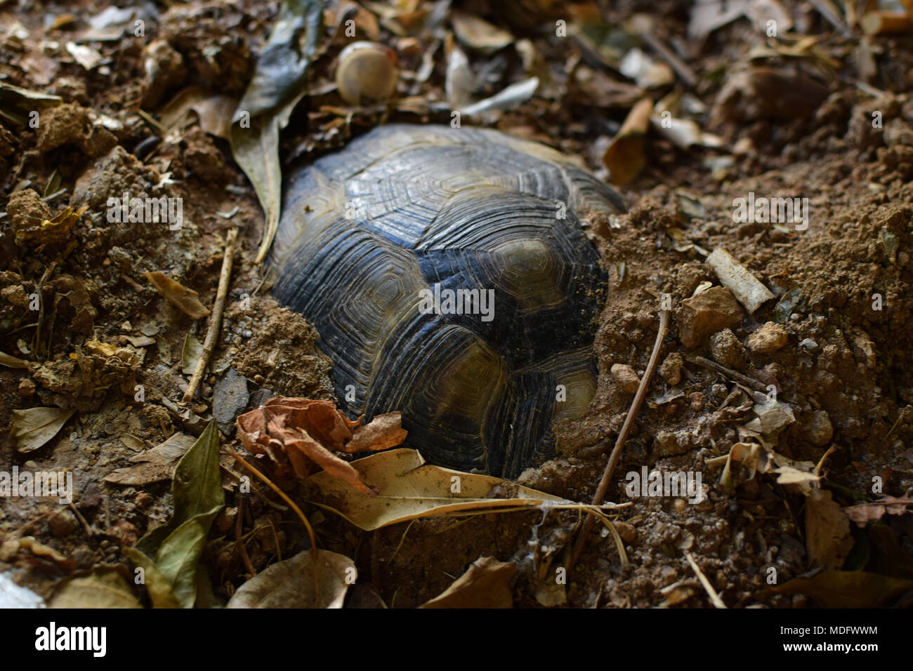 Turtle Winterschlaf unter der Erde an einem kalten Wintertag. Selektive konzentrieren. Stockfoto