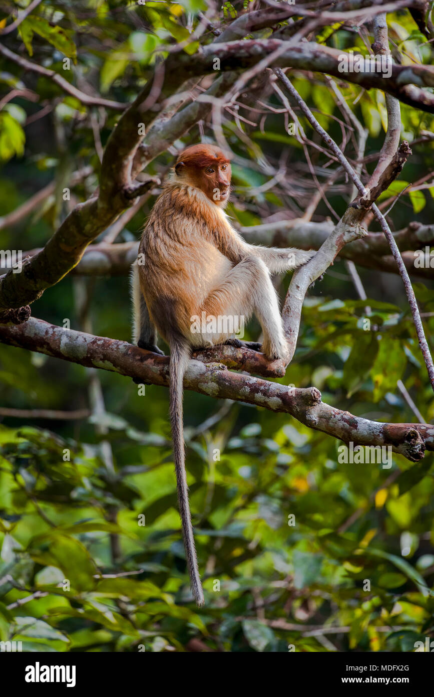 Proboscis-Affe in einem Baum, Zentral-Kalimantan, Indonesien Stockfoto