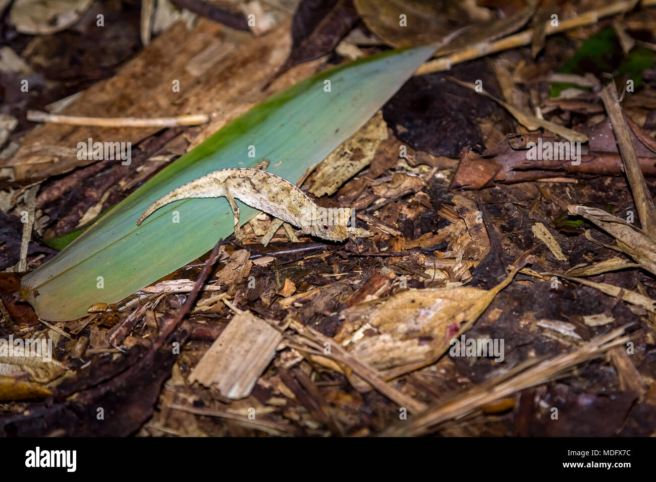 Gehörnte Blatt Chamäleon. (Brookesia superciliaris), Madagaskar. Stockfoto
