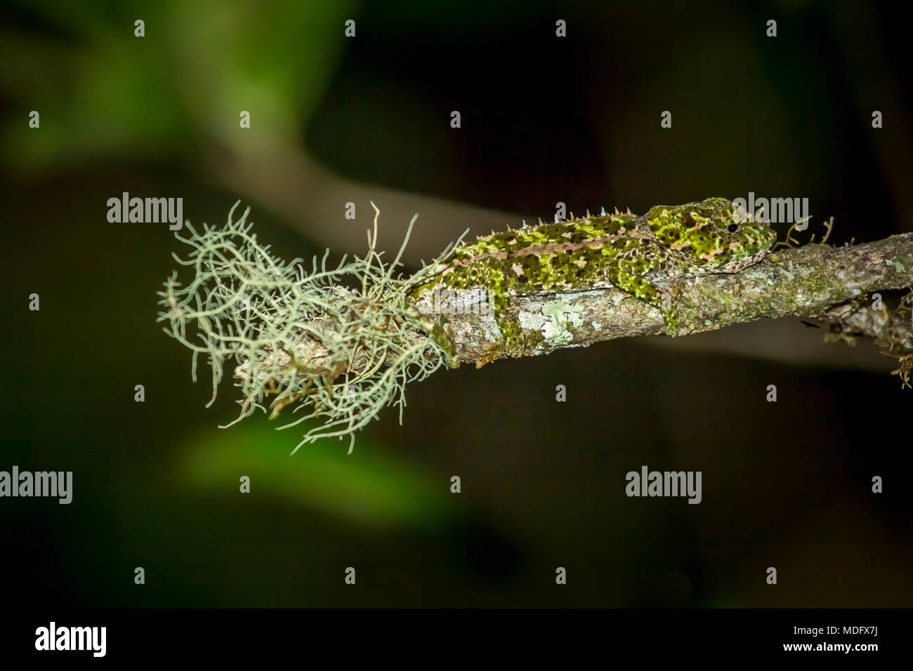 Kurze - Chameleon (Calumma brevicornis), Madagaskar Gehörnten. Stockfoto