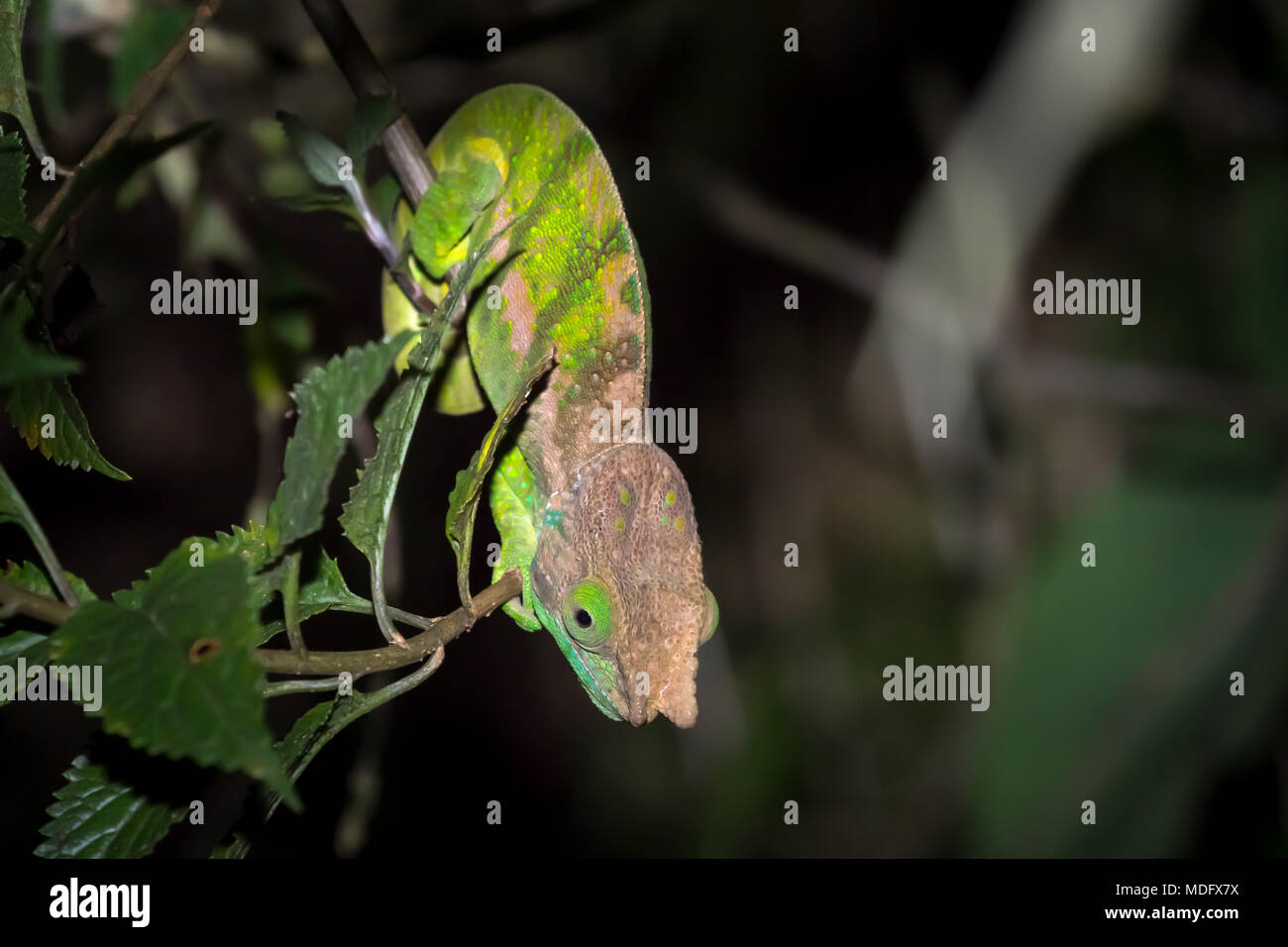 O'Shaugnessy Chameleon (Calumma oshaughnessyi), Ranomafana Nationalpark, Madagaskar. Stockfoto