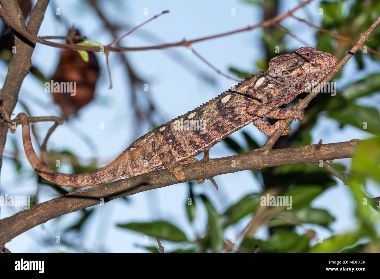 Oustalet oder Madagaskars riesigen Chameleon (Furcifer oustaleti), Madagaskar. Stockfoto