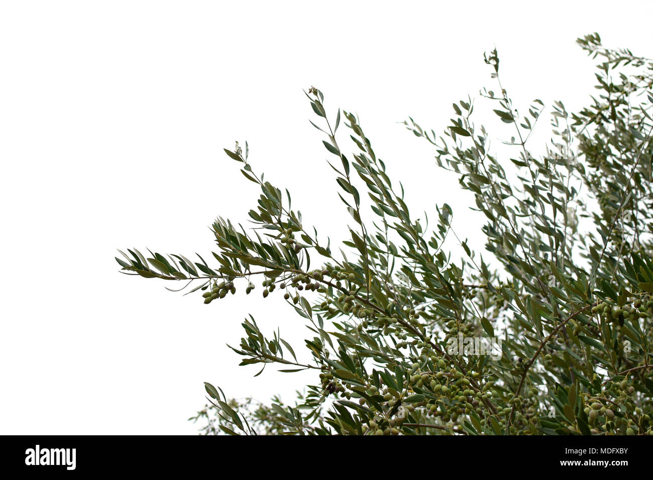 Olivenbaum Zweige mit Oliven auf weißem Hintergrund. Stockfoto