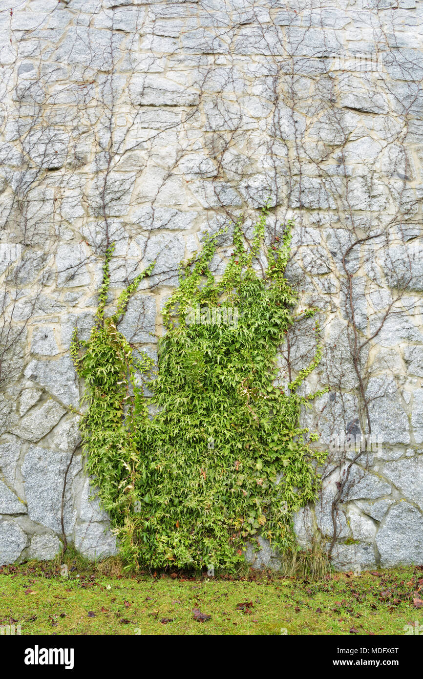 Grüne kletterpflanze am grauen Stein Wand Stockfoto