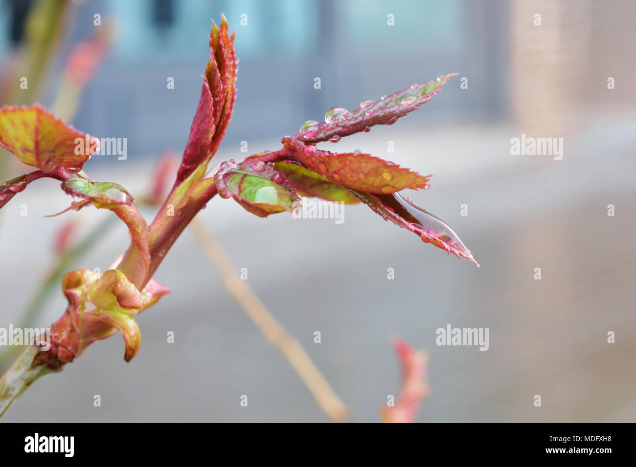 Rötliche Knospen und Blätter an einem regnerischen Tag mit defokussiertem Hintergrund Stockfoto