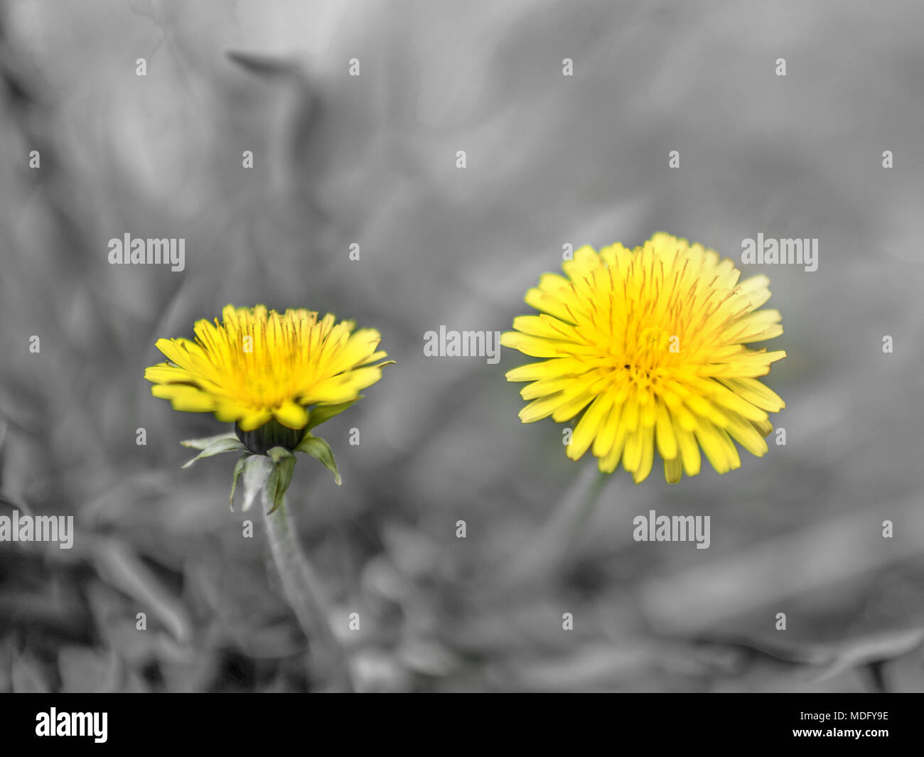Zwei gelbe Löwenzahn auf grauem Hintergrund. Close-up. Stockfoto
