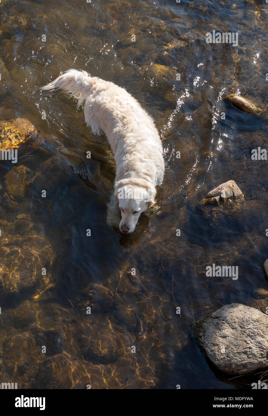 Platin farbige Golden Retriever Hund schwimmen im Süden Arkansas River, Salida, Colorado, USA Stockfoto