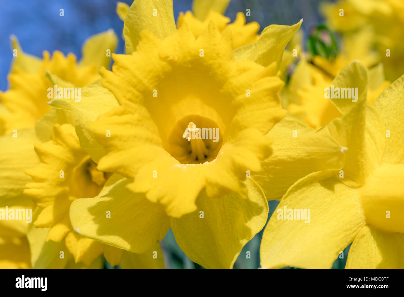 Wilden Narzissen (Narcissus pseudonarcissus) im April Stockfoto