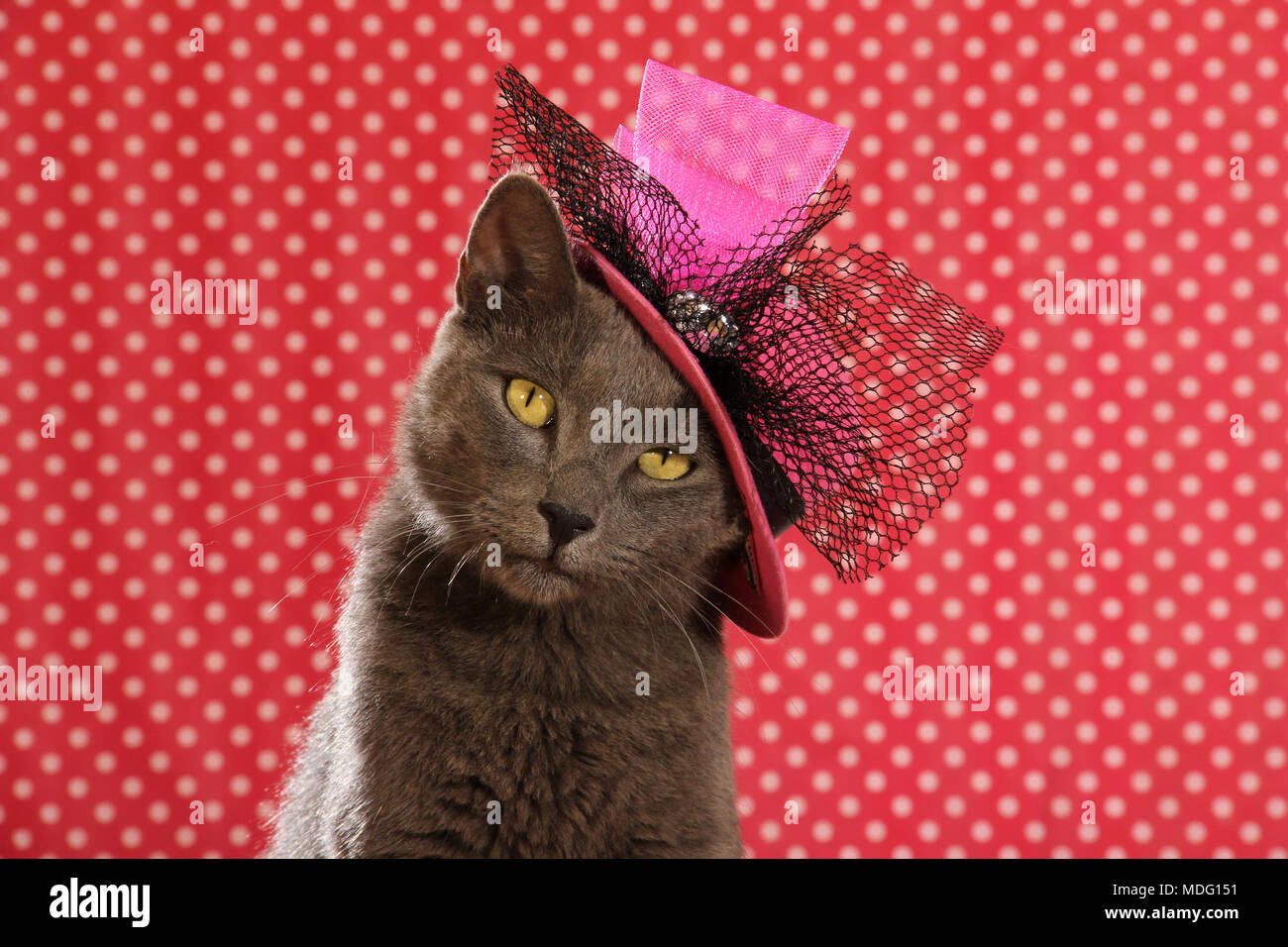 Blaue Katze im Hut Stockfoto