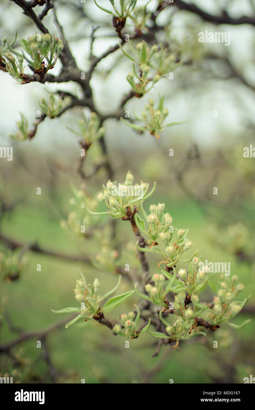 Frucht Baum im Frühling Garten. Erste Triebe. Stockfoto