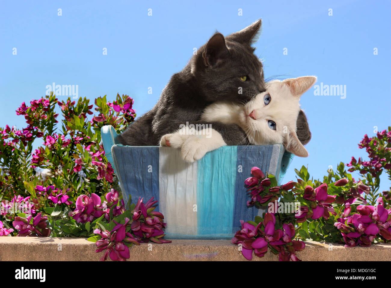 Zwei Katzen, blau und weiß, kuscheln in einem Korb Stockfoto