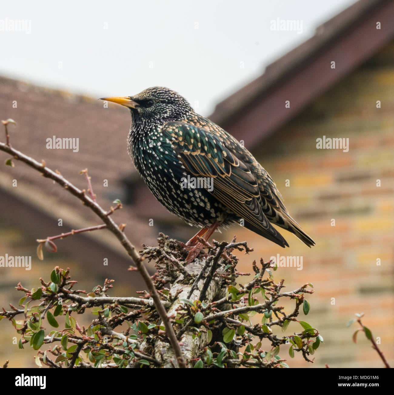 Die gemeinsame Starling, Gloucestershire, die Cotswolds, Großbritannien Stockfoto