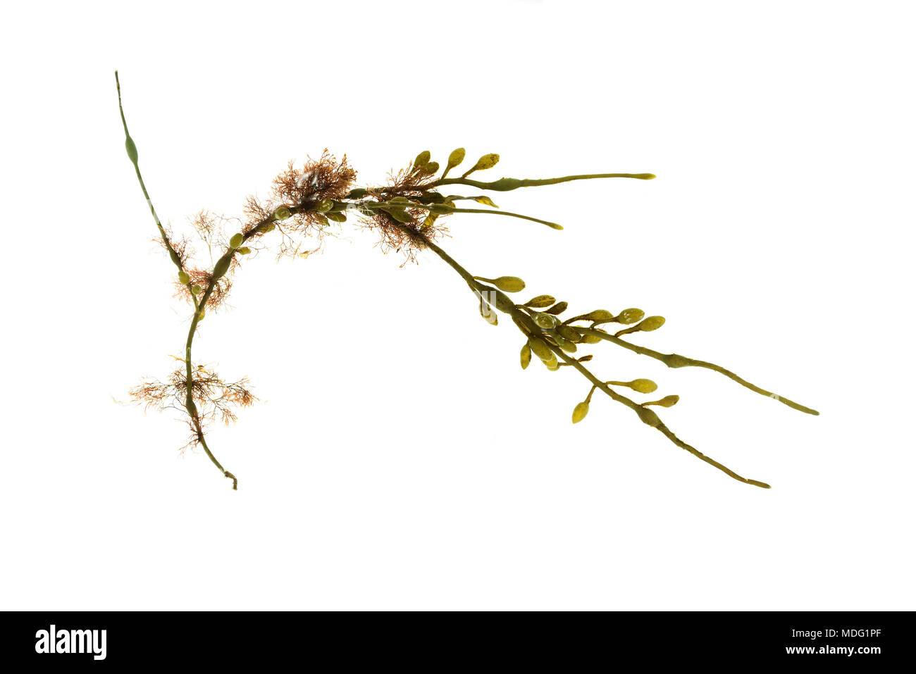 Ascophyllum nodosum mit hemiparasitic lanosa Vertebrata (syn. Polysiphonia lanosa.) Stockfoto