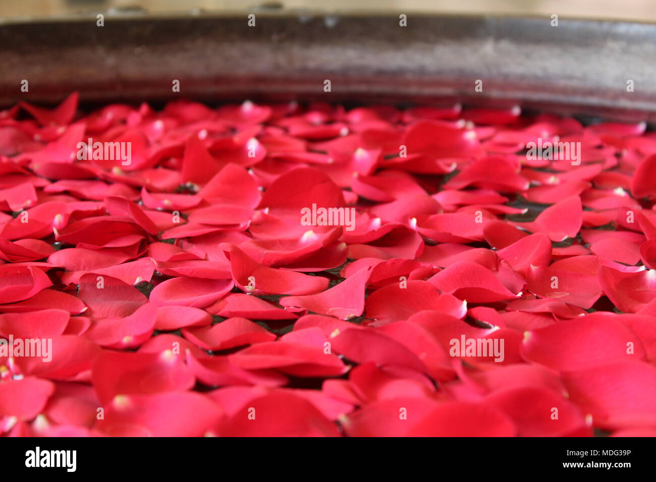 Eine lebendige Bunte schauen in einen Topf mit Wasser mit schönen Blüten friedlich schwimmenden gefüllt. Ein Blick in die indische Kultur und Kreativität. Stockfoto