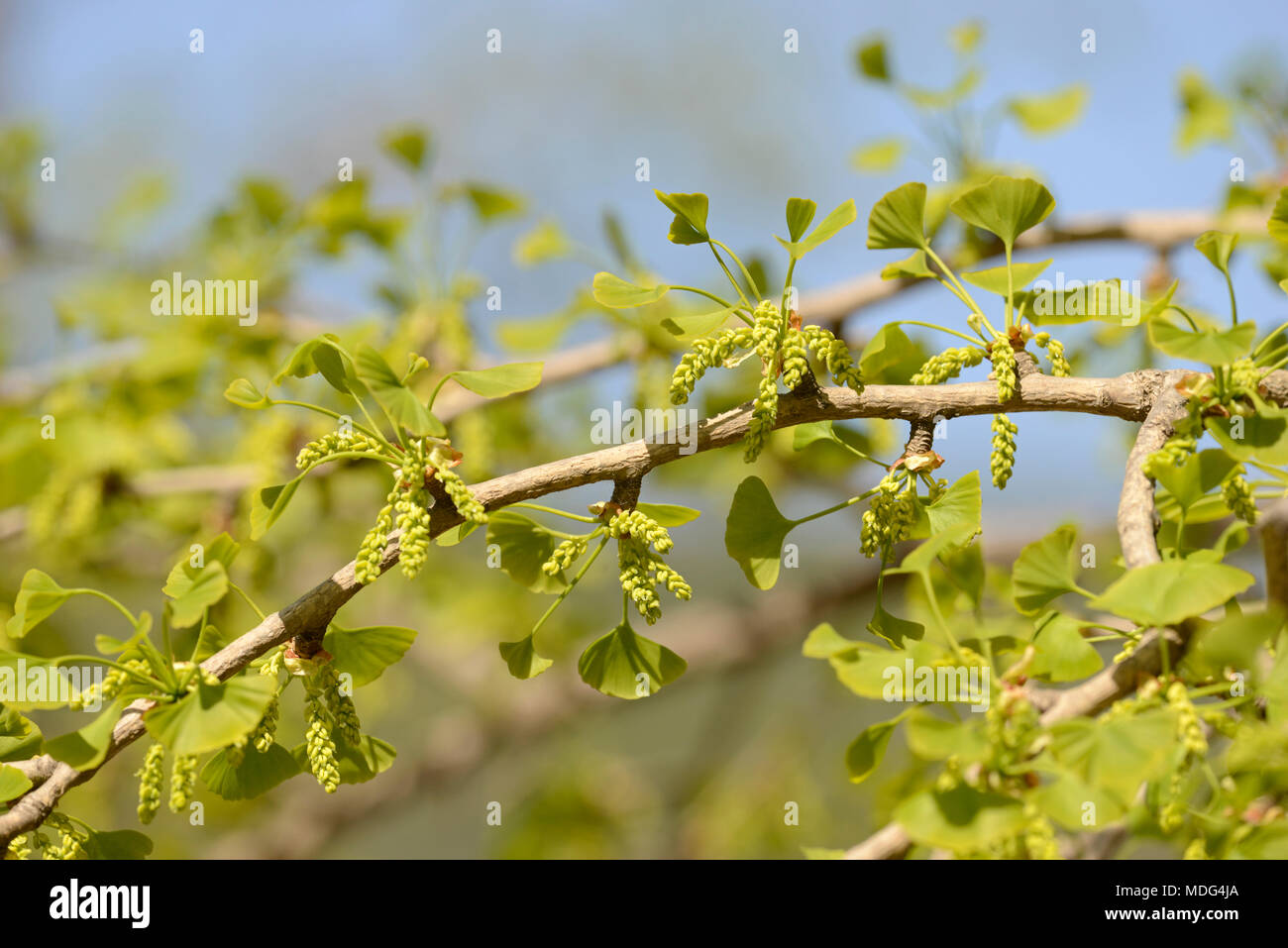 Pollen Kegel der männlichen Ginkgo biloba Bäume am Botanischen Garten in Peking, Peking, China Stockfoto