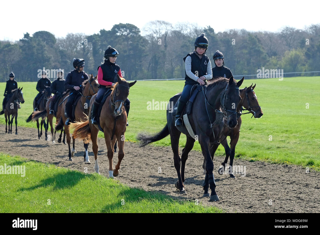 Rennen Pferde auf dem galoppiert, Newmarket, Suffolk, England Stockfoto