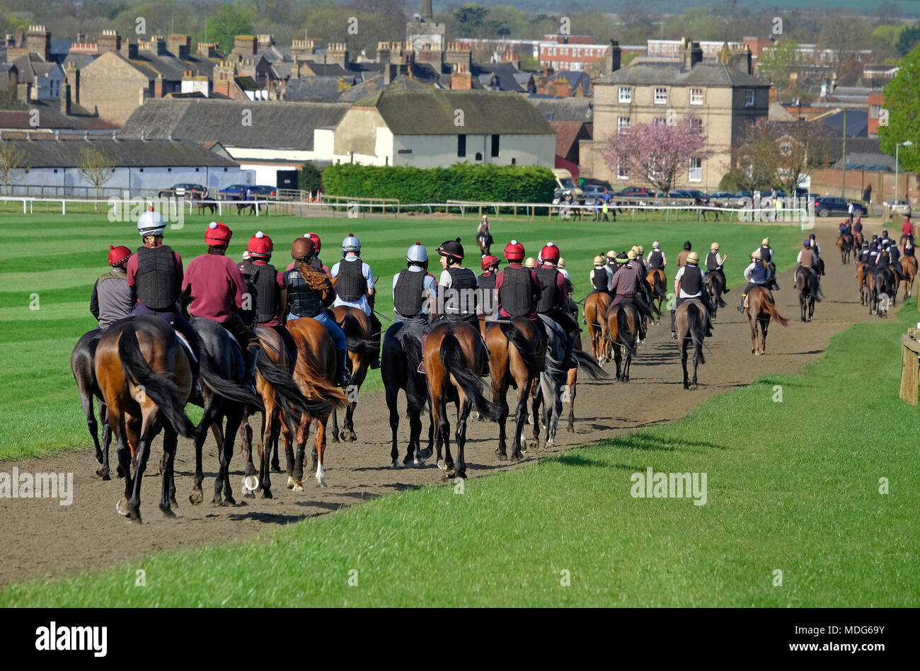 Rennen Pferde auf dem galoppiert, Newmarket, Suffolk, England Stockfoto
