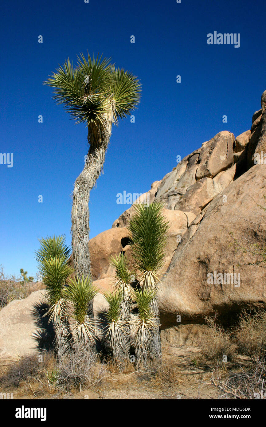 Joshua Tree Landschaft Yucca Buergeri Mojave Wüste Joshua Tree National Park, Kalifornien Stockfoto