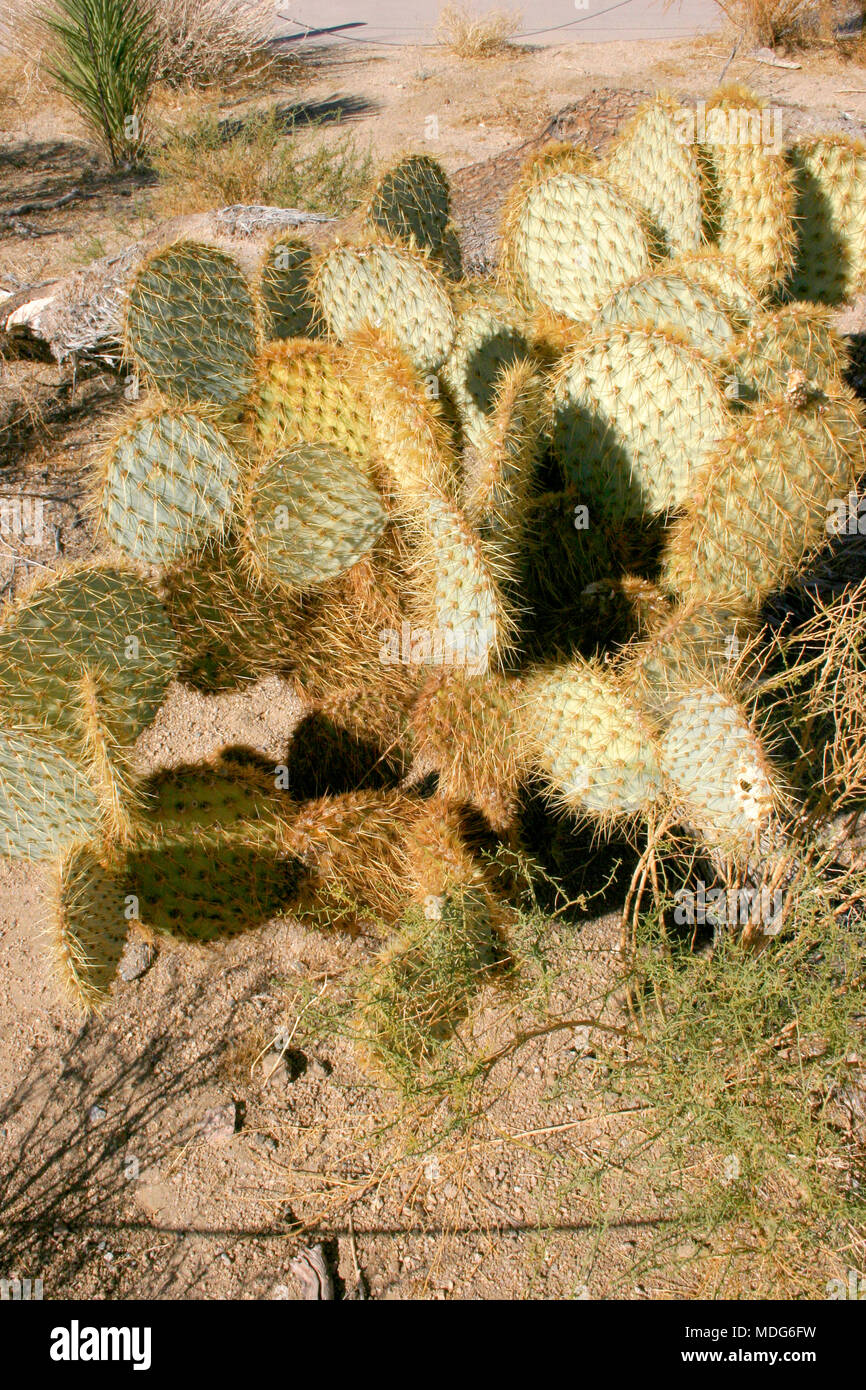 Chenille Feigenkakteen, Opuntia aciculata. Mojave Wüste Joshua Tree National Park Stockfoto