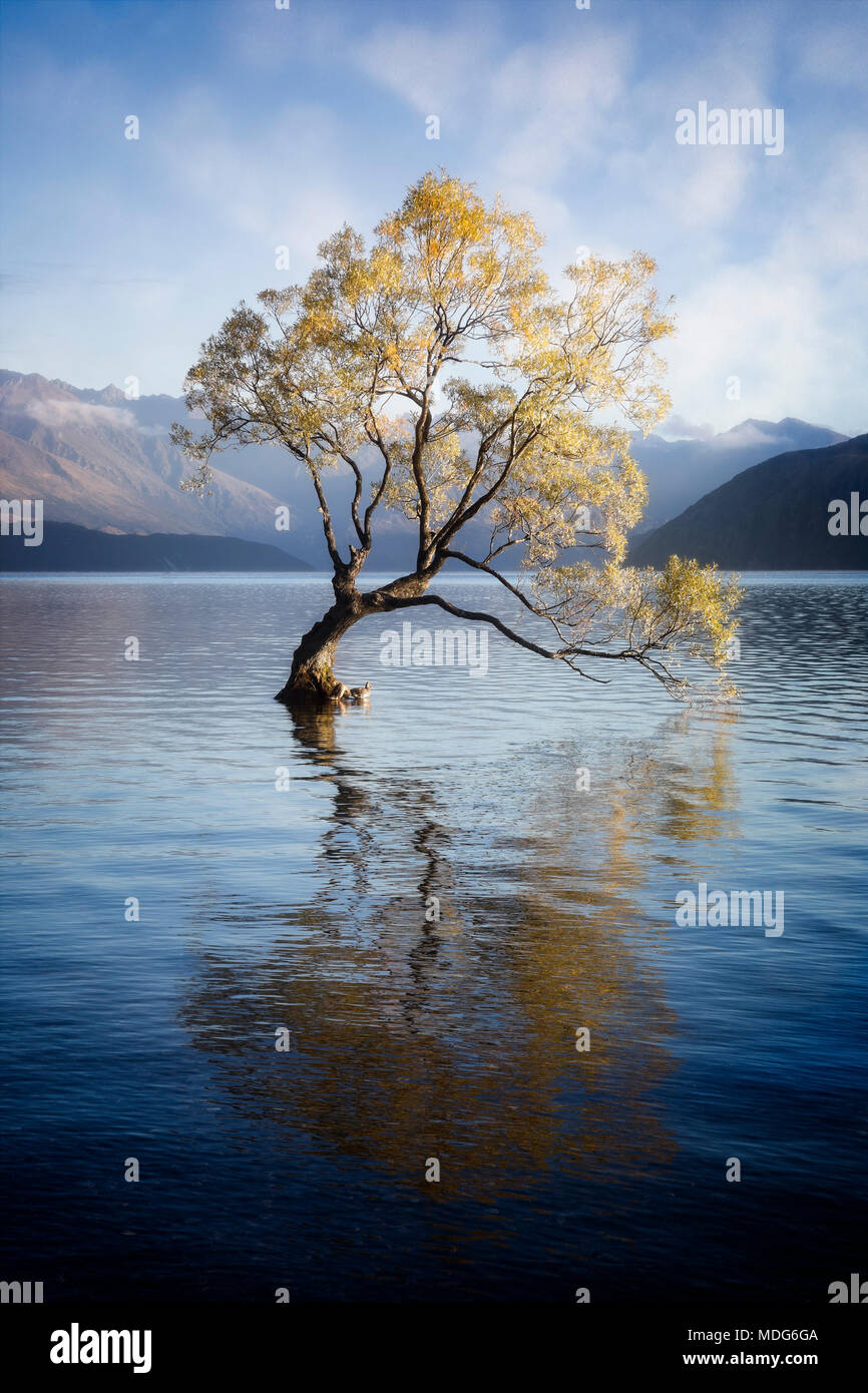 Der einsame Baum des Lake Wanaka, Südinsel, Neuseeland. Stockfoto