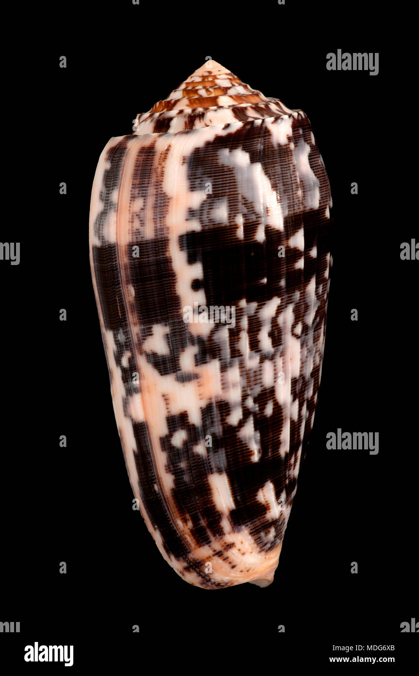 Muschel von Conus striatus, Malakologie Sammlung, Spanien, Europa Stockfoto