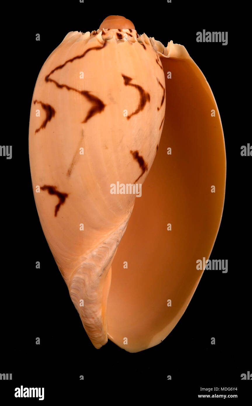 Muschel von Melo broderipii, Malakologie Sammlung, Spanien, Europa Stockfoto