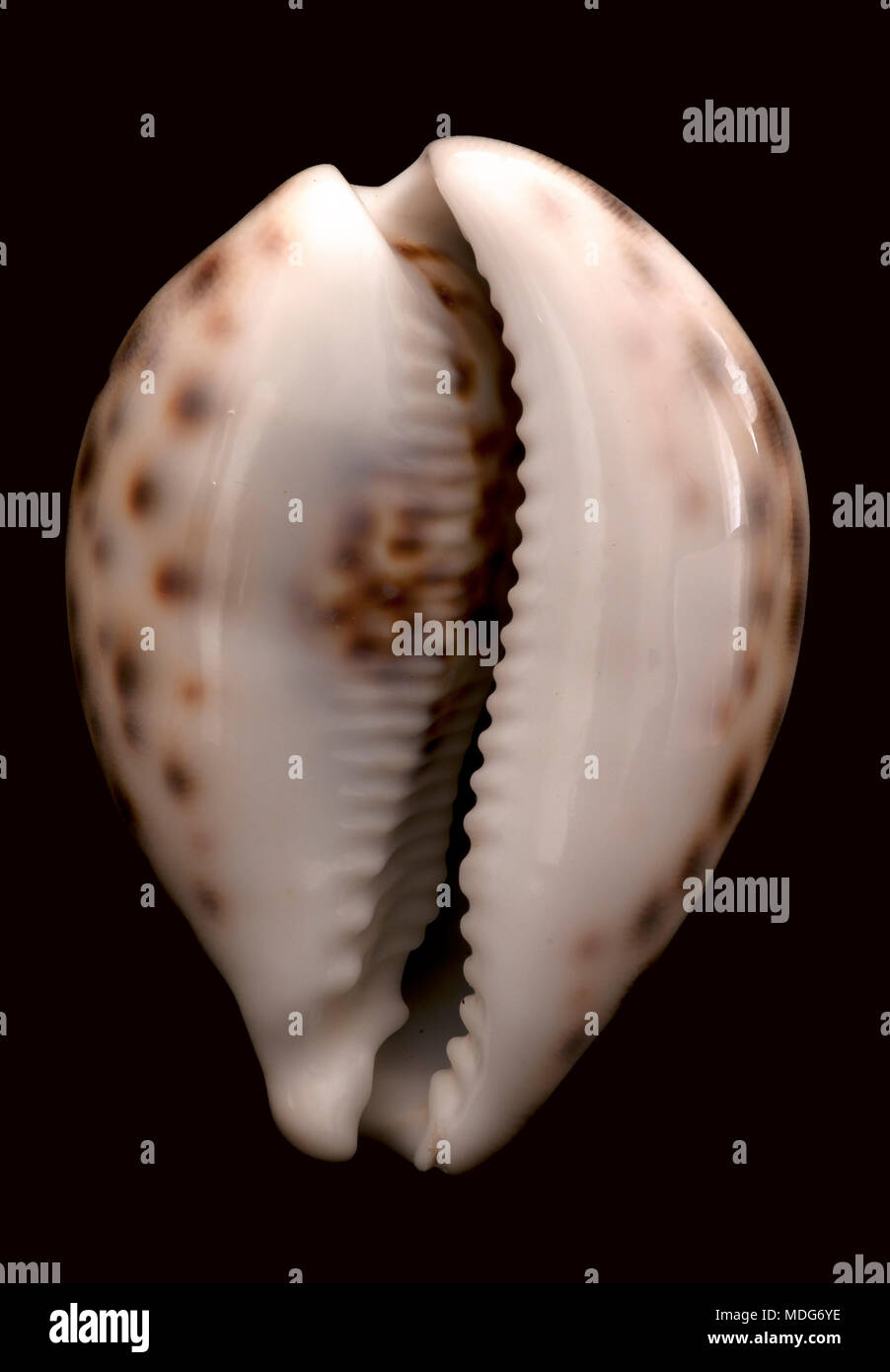 Muschel von einem Tiger Cowry (Cypraea tigris tigris) - Farbe Variante der östlichen afrikanischen Küste. Malakologie Sammlung, Spanien, Europa Stockfoto