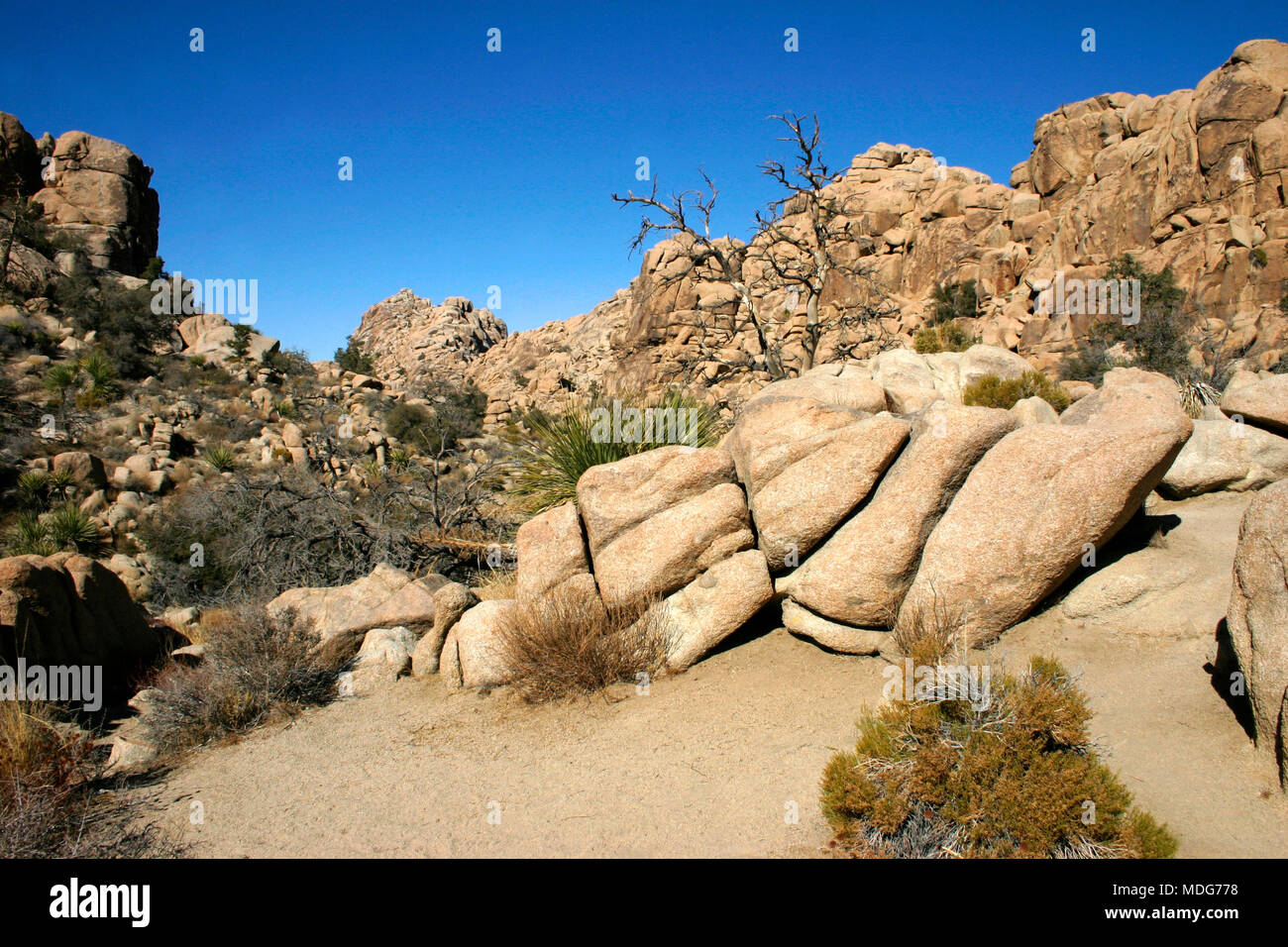 Joshua Tree Landschaft Yucca Buergeri Mojave Wüste Joshua Tree National Park, Kalifornien Stockfoto