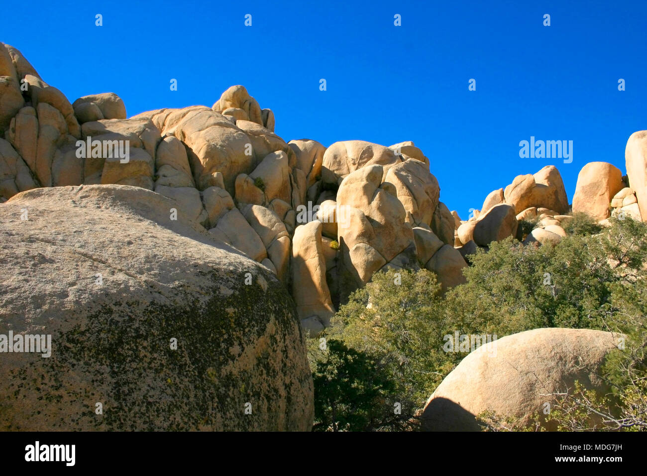 Joshua Tree Nationalpark, Mojave-Wüste in Kalifornien Stockfoto